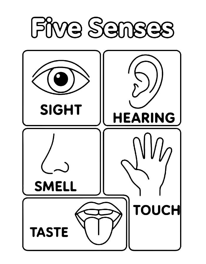 5 Senses Coloring Page