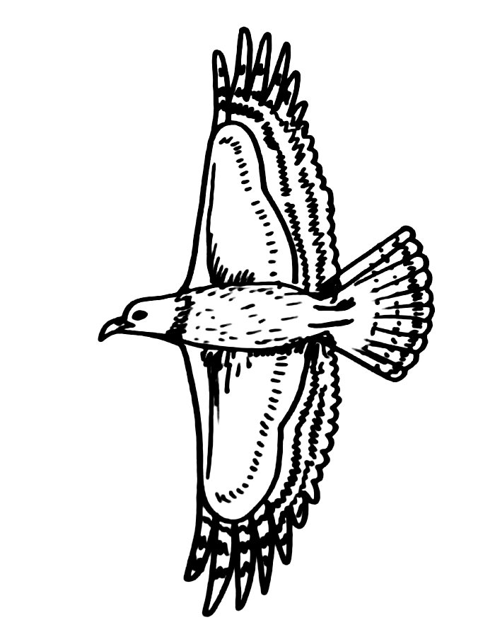 Hawk Flying Drawing Coloring Page