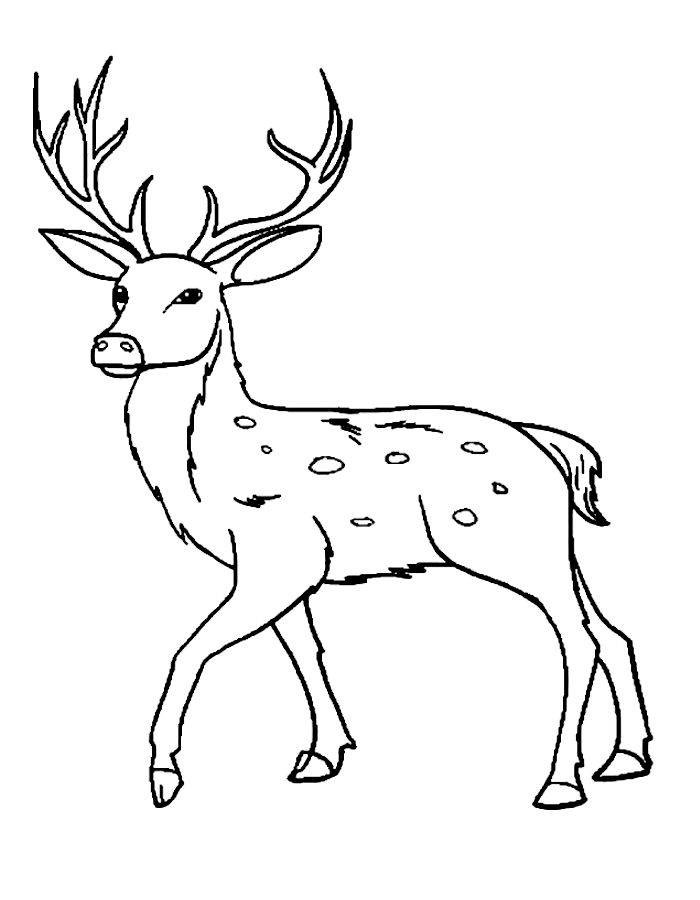 A Deer Drawing Coloring Page