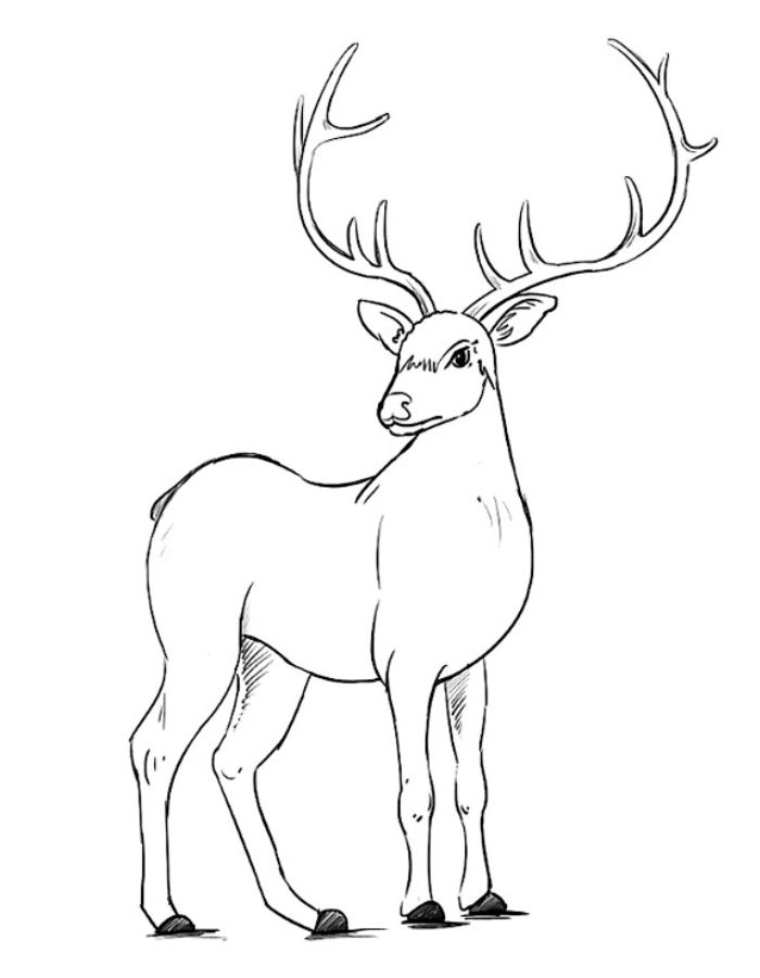 Adult Deer Drawing Coloring Page