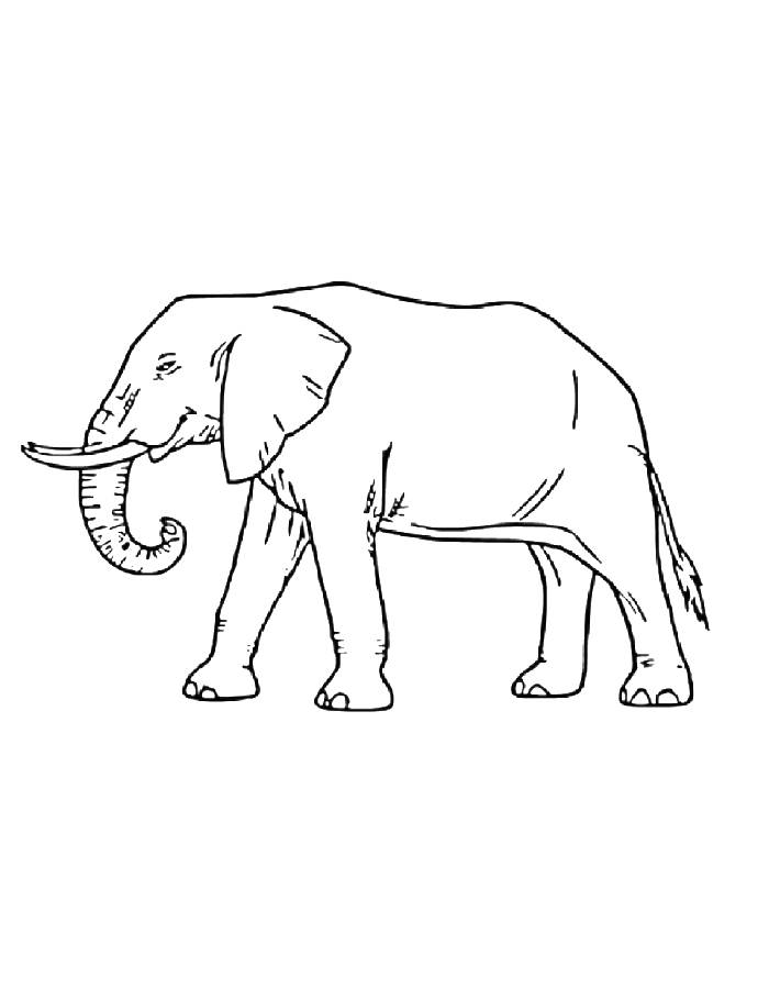 African Elephant Coloring Page