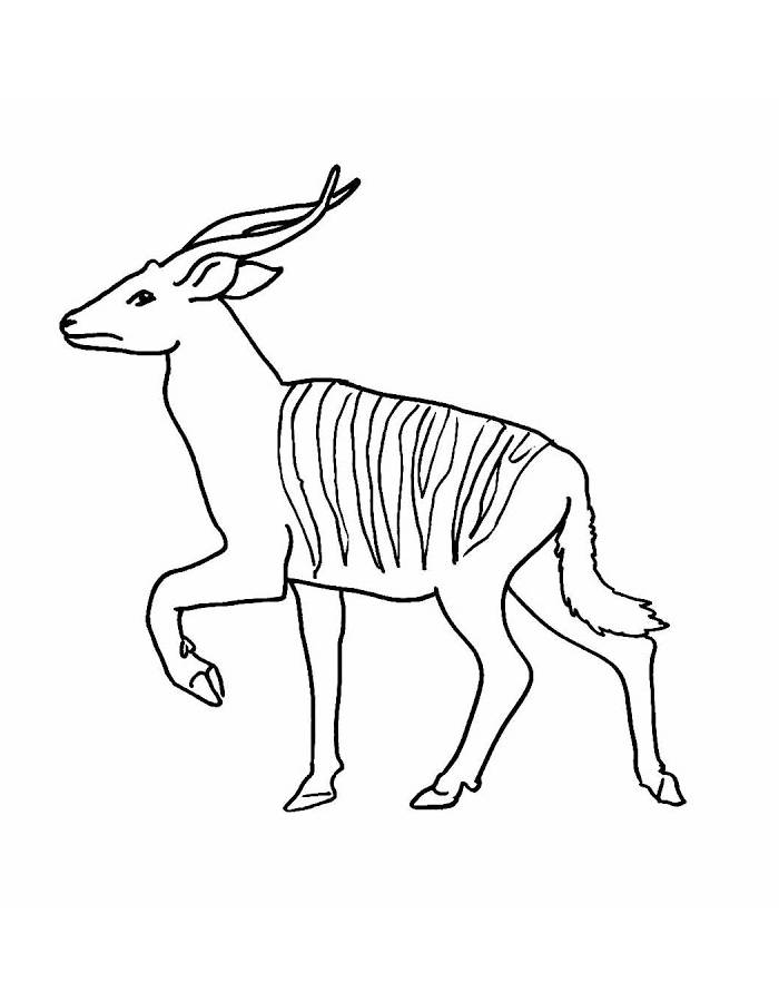 African Forest Antelope Coloring Page