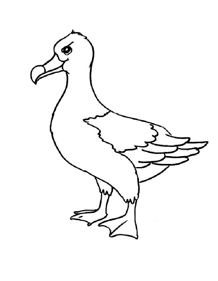 Albatross Coloring Page