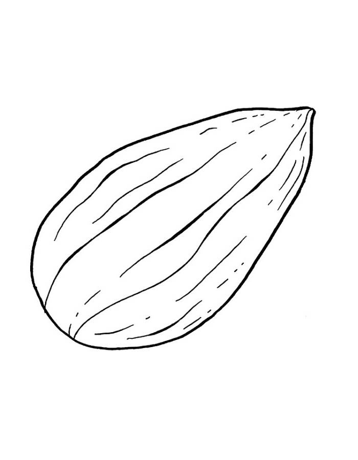 Almond Drawing