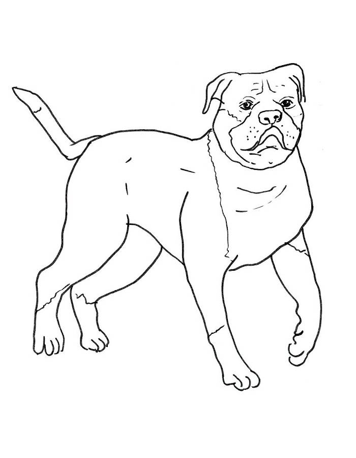 American Bulldog Drawing Easy American Bulldog Drawing Easy Coloring Page
