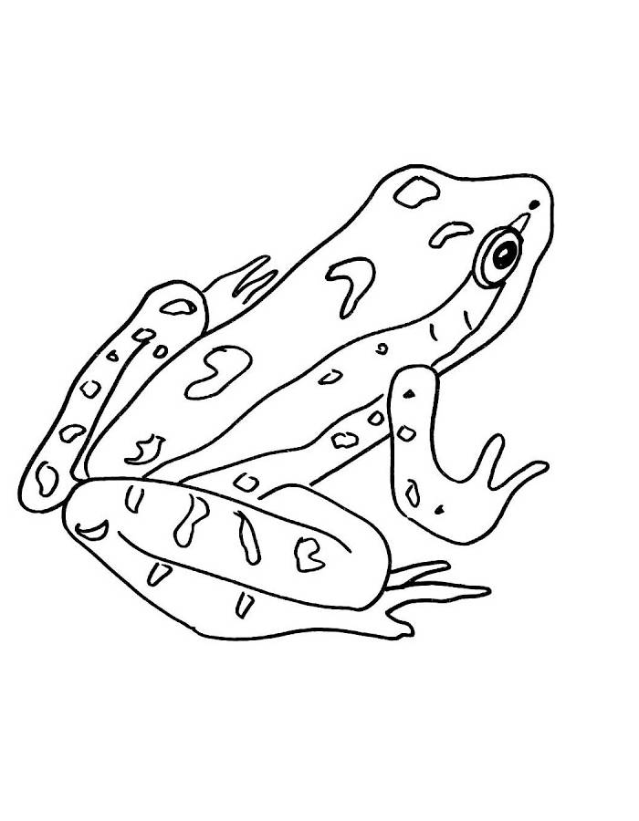 Amphibian Line Art
