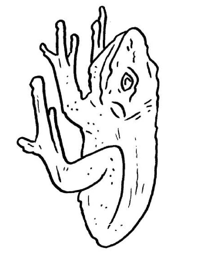 Amphibians Coloring Page