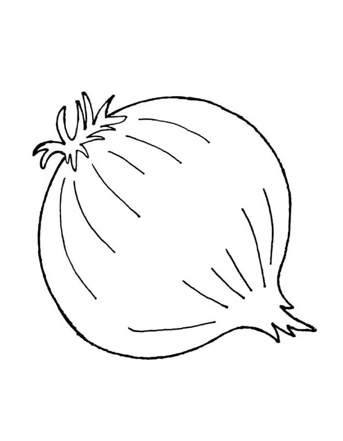An Onion Drawing For Kids An Onion Drawing For Kids Coloring Page