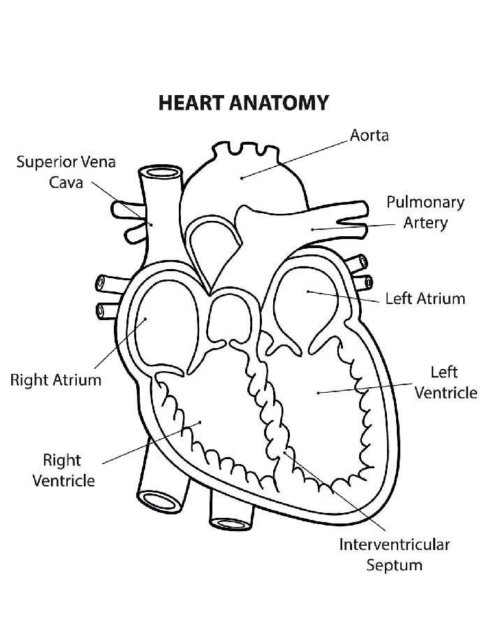 Anatomical Heart Coloring Page