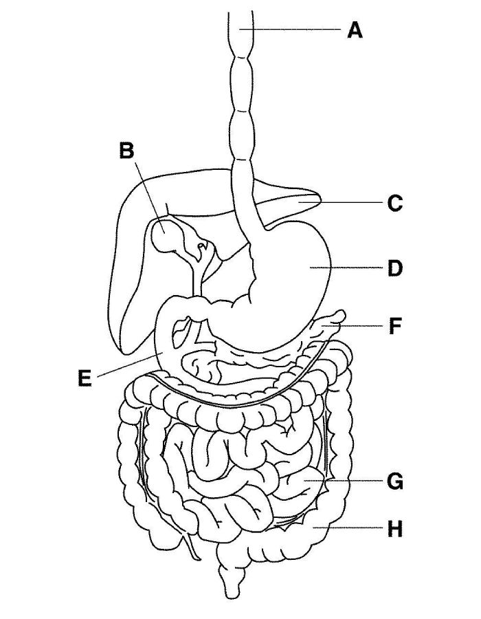 Anatomical Pdf Coloring Page