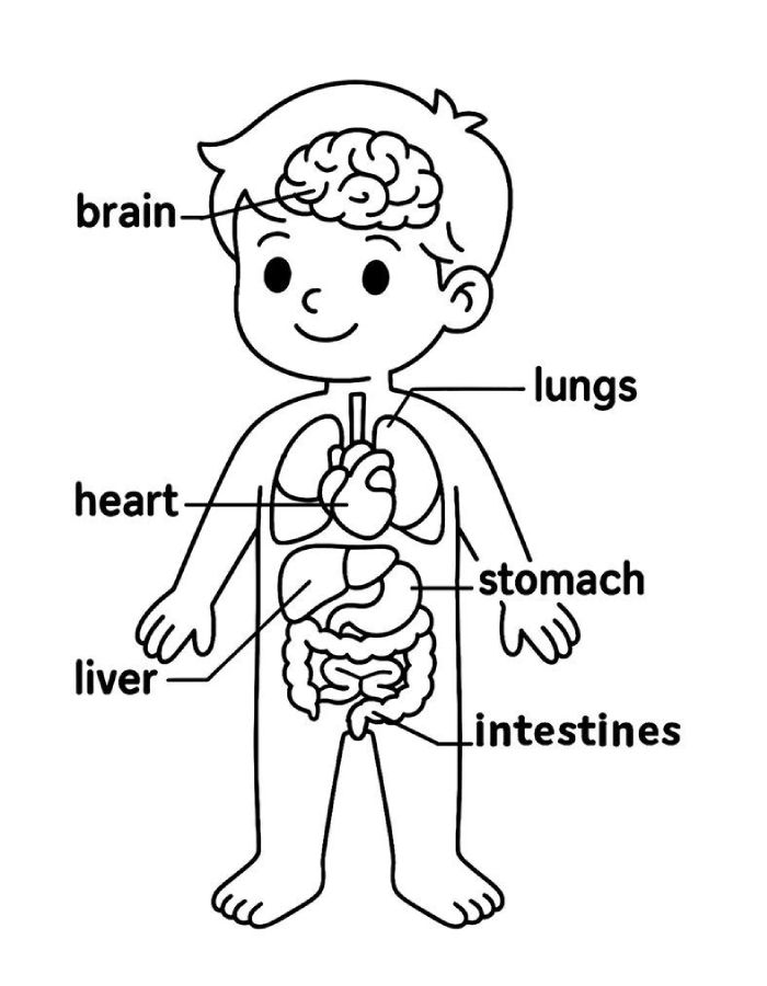Anatomy And Physiology Coloring Page