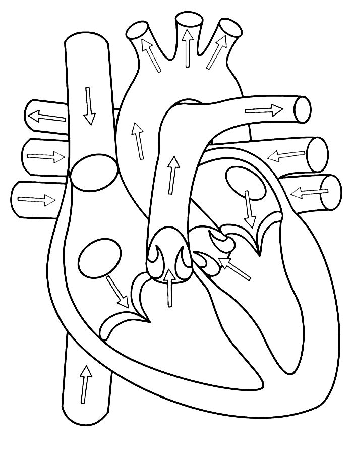 Anatomy Coloring Page