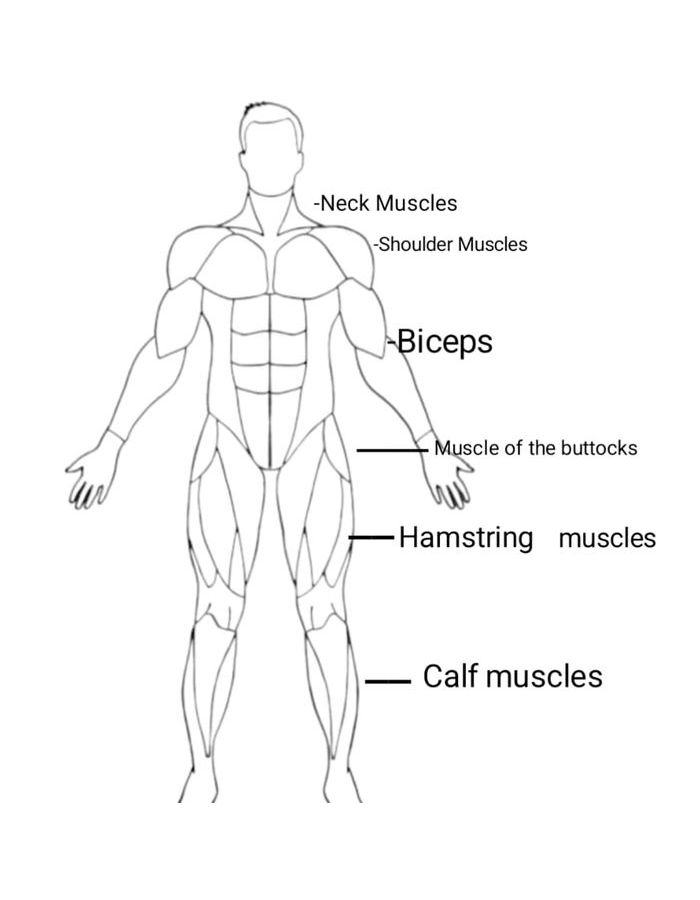 Anatomy Muscle Coloring Page