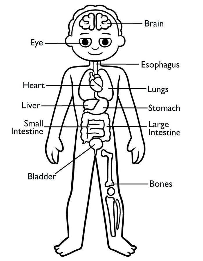 Anatomy Of The Human Body Coloring Page
