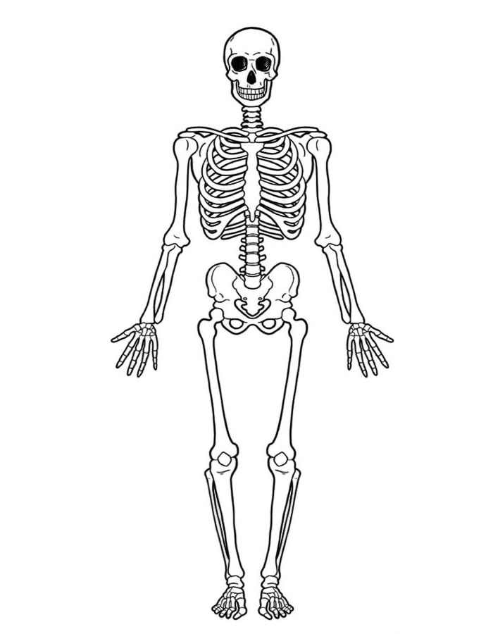 Anatomy Skeleton Coloring Page