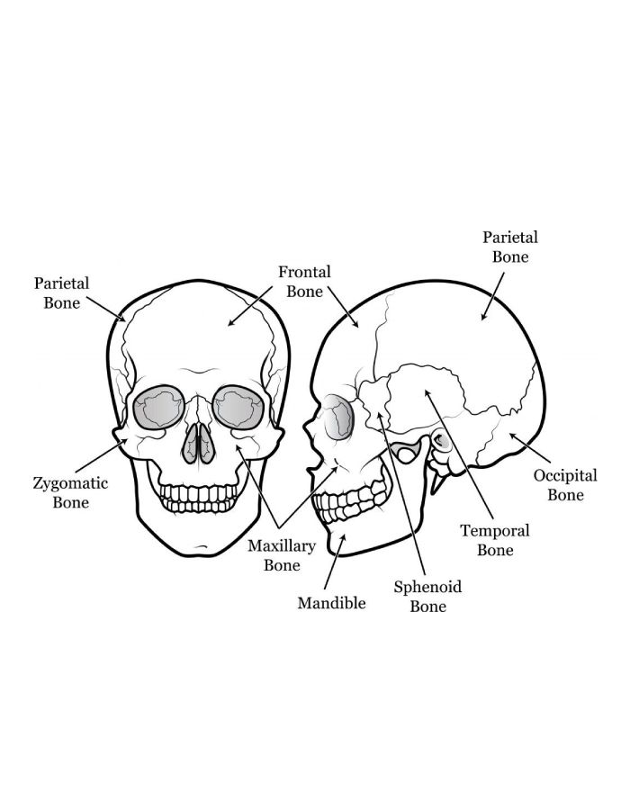 Anatomy Skull Coloring Page
