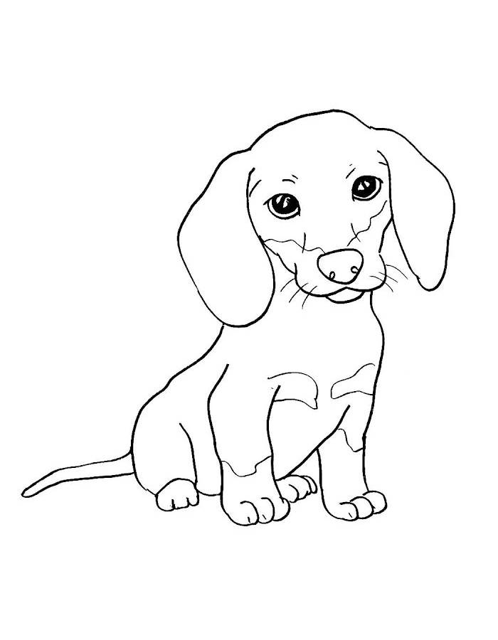 Animal Sketches Dachshund