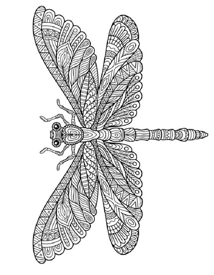 Anisoptera Coloring Page