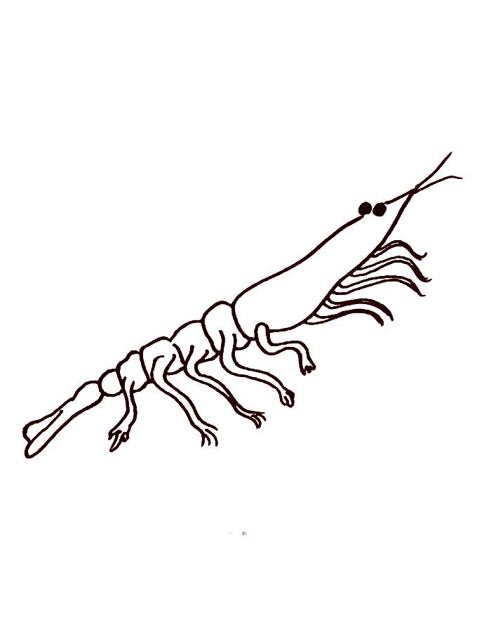Antarctic Krill Easy