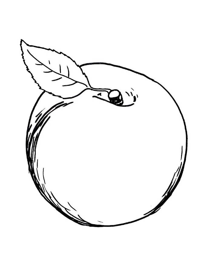 Apricot Fruit Drawing Outline