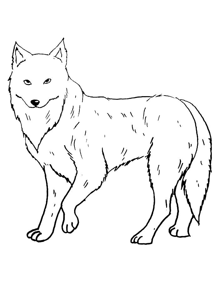 Arctic Fox Color Page Coloring Page