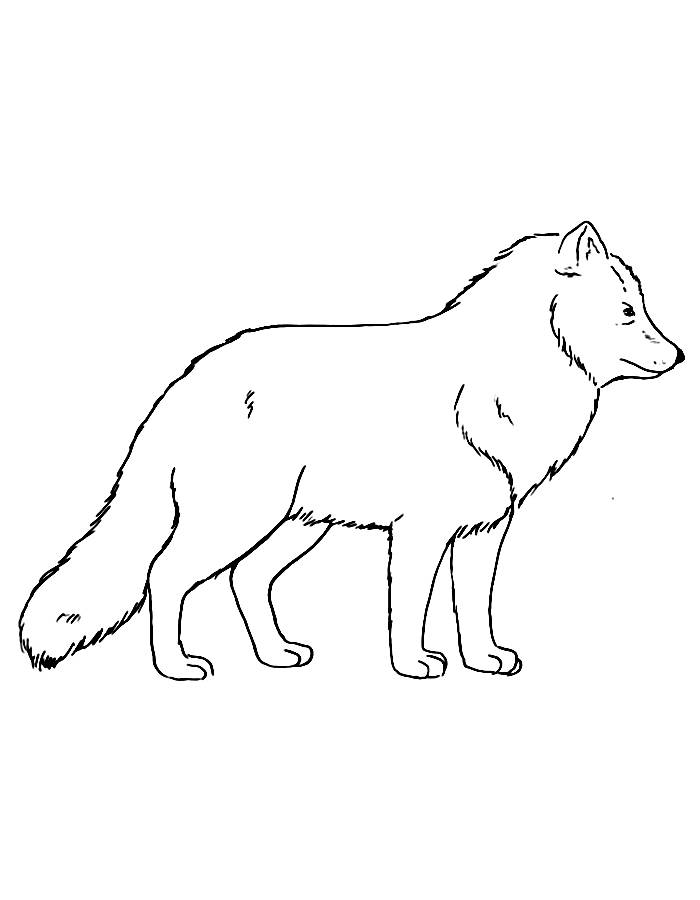 Arctic Fox Printable Pdf Coloring Page