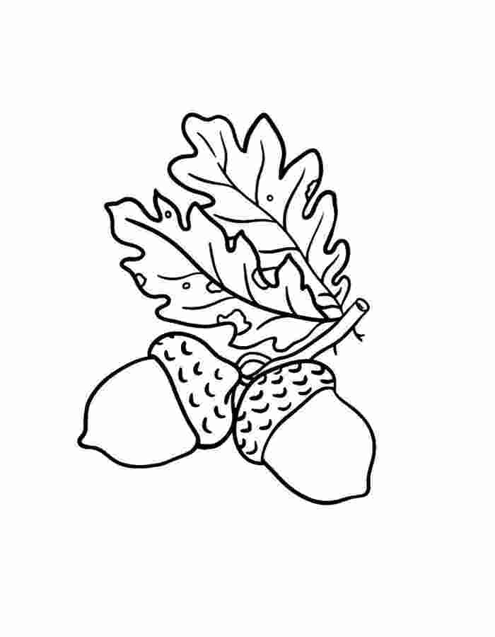 Autumn Leaves And Acorns Coloring Page