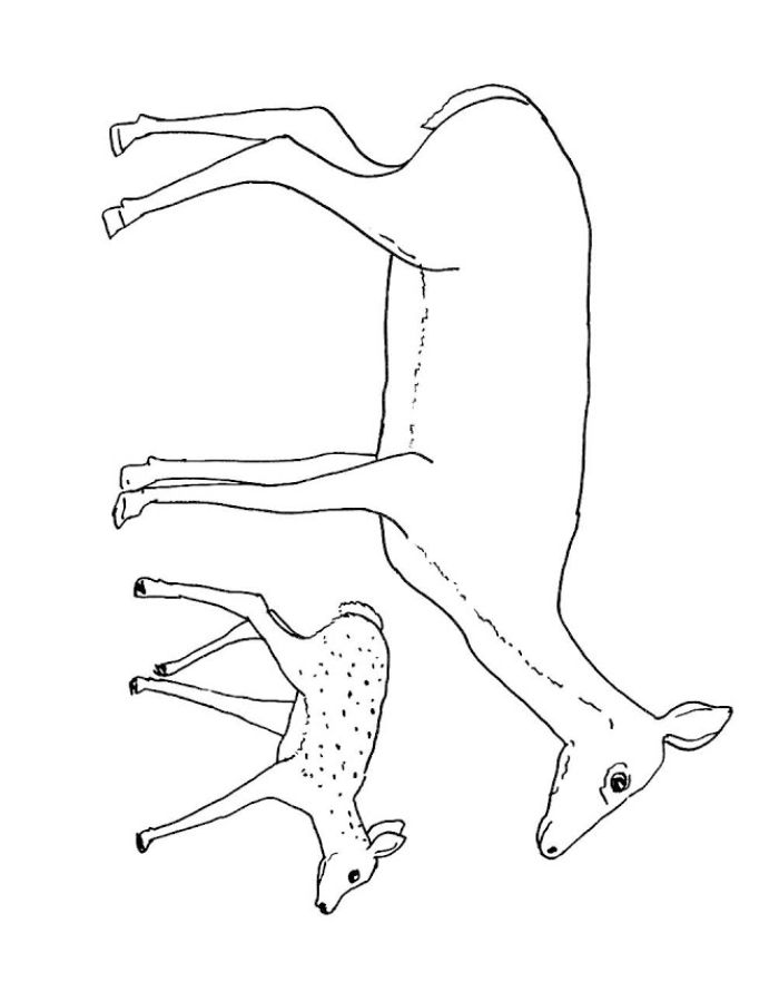 Baby Deer And Deer Coloring Page