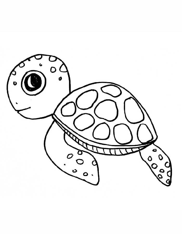 Baby Tortoise Drawing