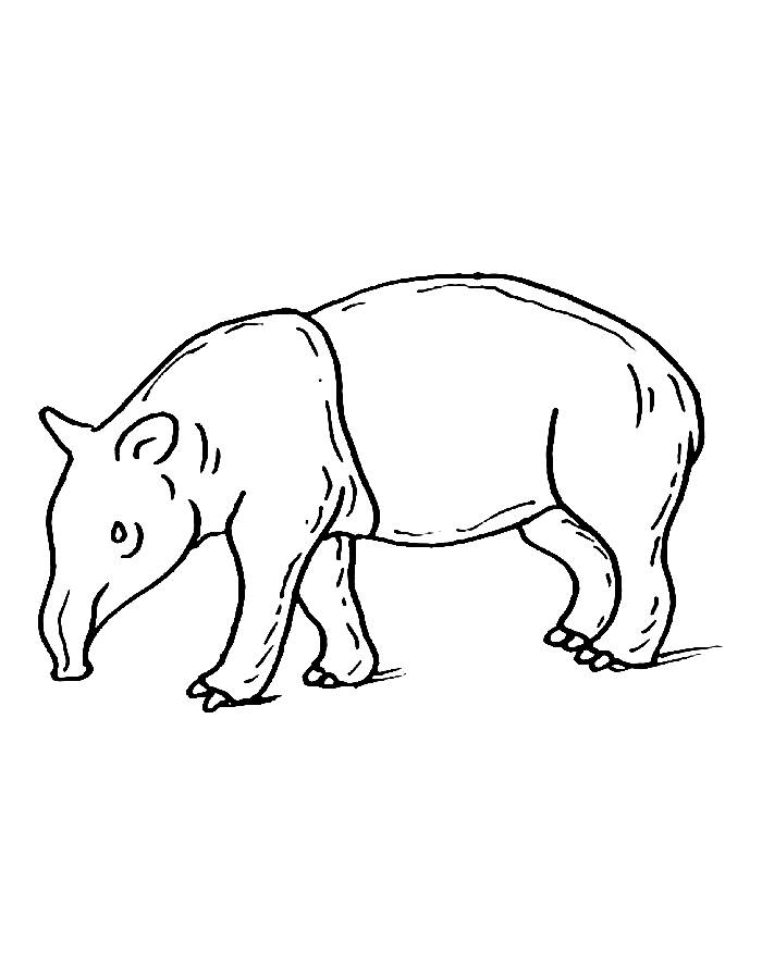 Baird's Tapir Coloring Page