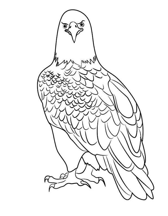 Bald eagle  coloring page