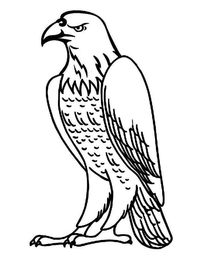 Bald eagle sheet coloring page - Coloringus