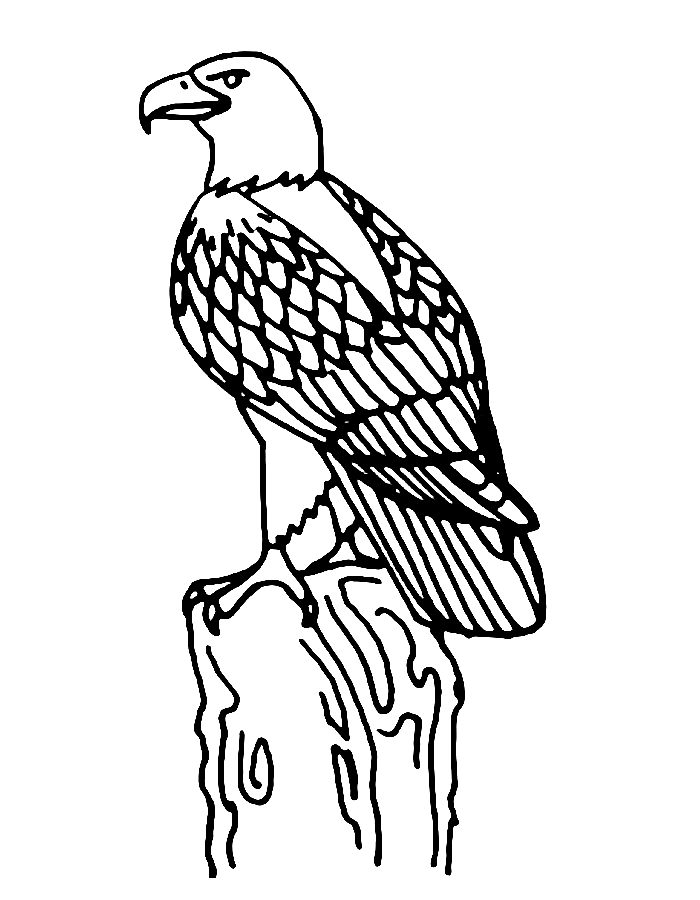 Bald Eagle Printable Coloring Page