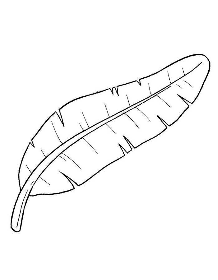 Banana Leaf Outline Pdf Coloring Page