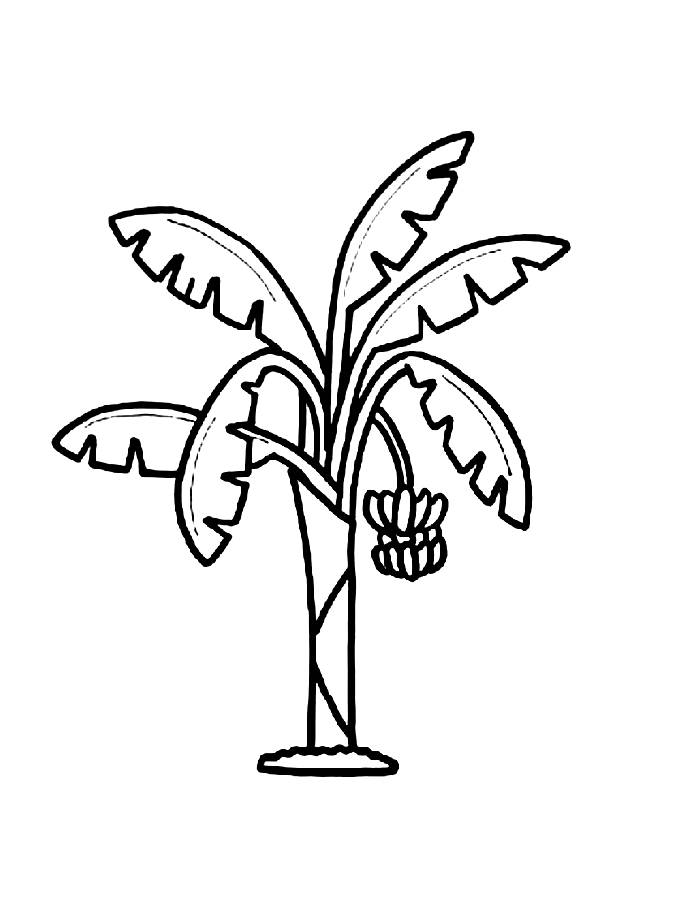 Banana Tree Outline Pdf Coloring Page