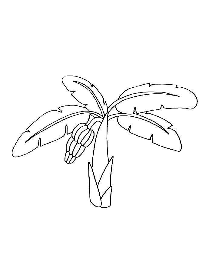 Banana Tree With Branch Coloring Page