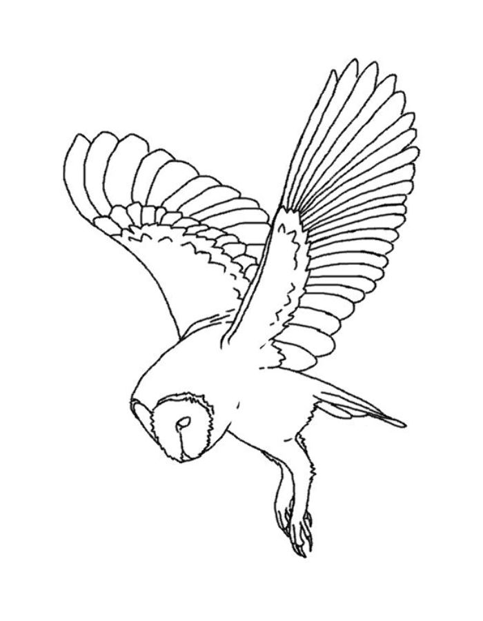 Barn Owl Drawing Coloring Page