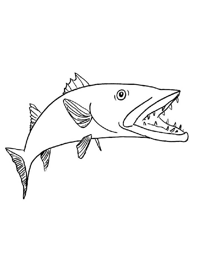 Barracuda Fish