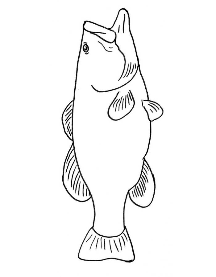 Bass Fish Coloring Page