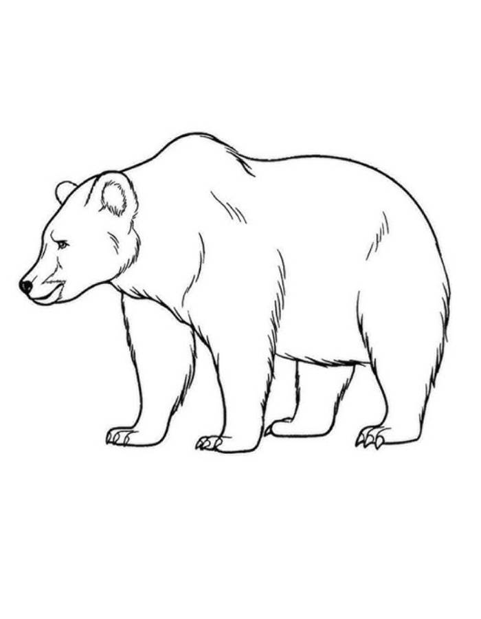 Bear Drawing Easy For Kids
