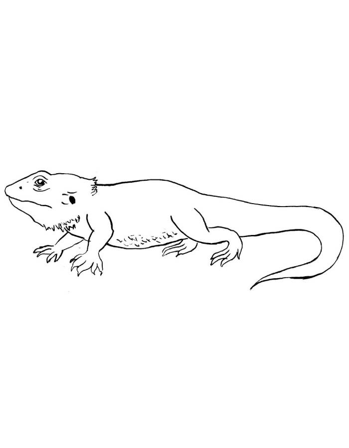 Bearded Dragon Drawing Easy Coloring Page