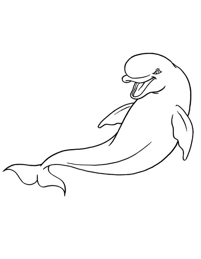 Beluga Whale Line Art Pdf Coloring Page