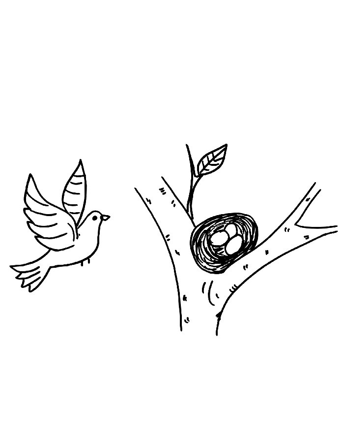 Bird Nest With Eggs In Tree Coloring Page