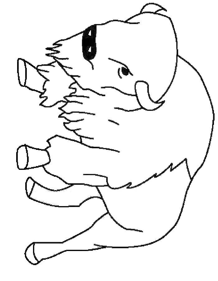 Bison Coloring Page