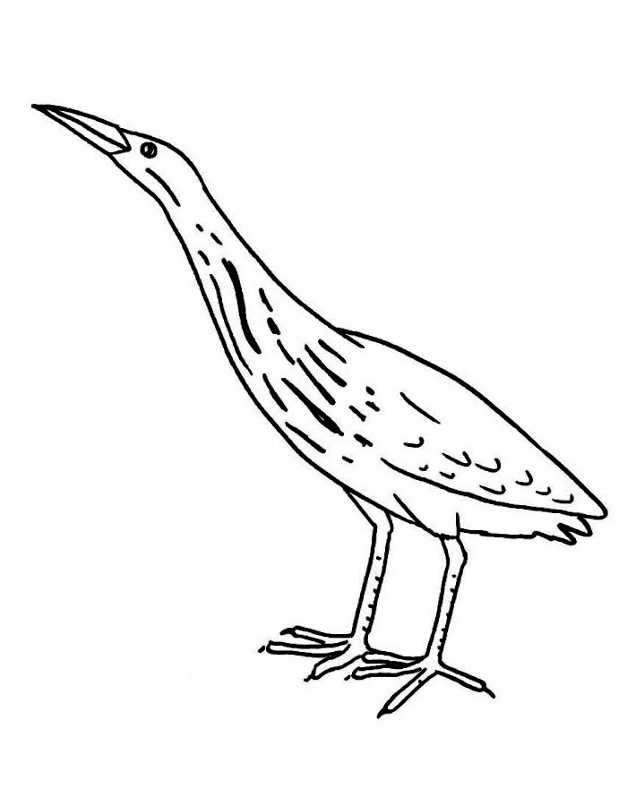 Bittern Coloring Page