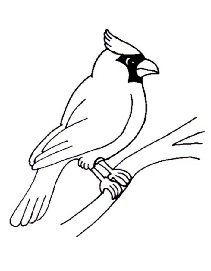 Blue Jay Bird Drawing Coloring Page