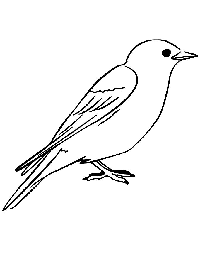 Blue Bird Coloring Page