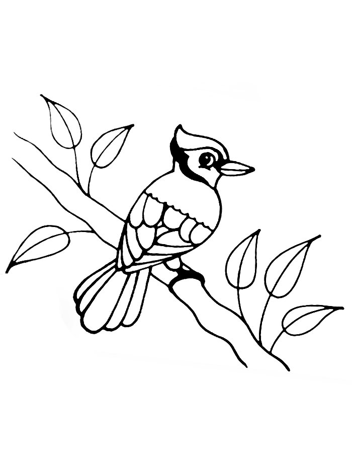 Blue Jay On Branch Coloring Page