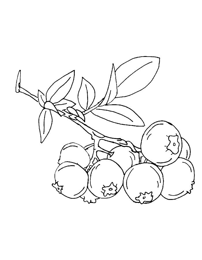 Blueberry Bunch Outline Pdf Coloring Page