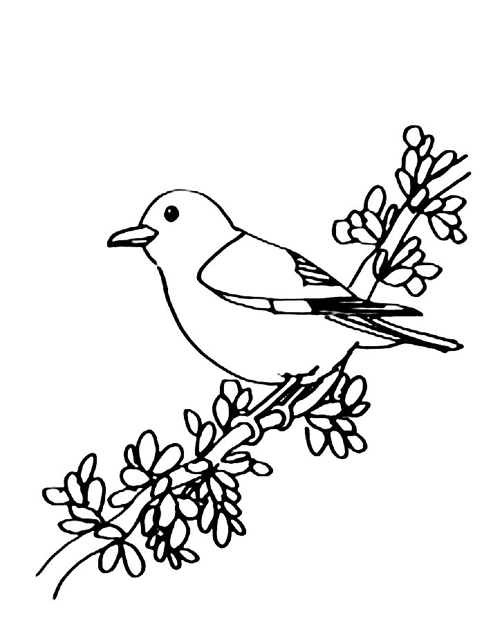 Bluebird coloring page